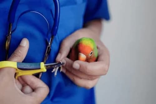 Birds Nail Trimming- Bird grooming