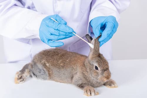 Rabbit grooming for Ear And Theeth Cleaning