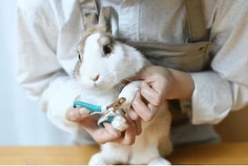 Rabbit Nails & Hair Trimming