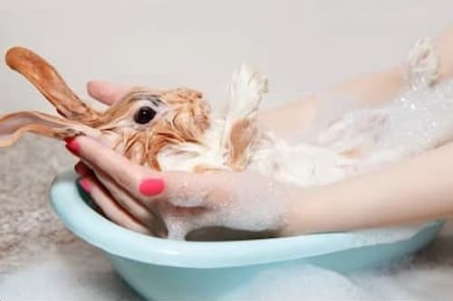 Rabbit Grooming Bath