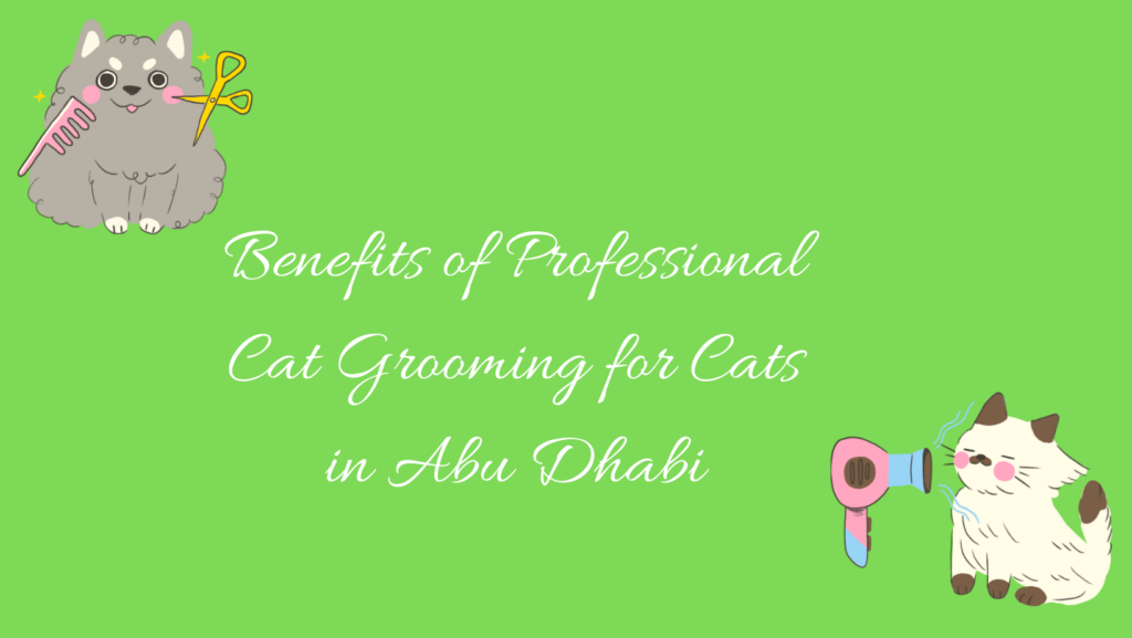 Benefits of cat grooming for cats in abu dhabi