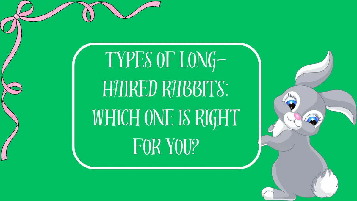 Types of Long-Haired Rabbits