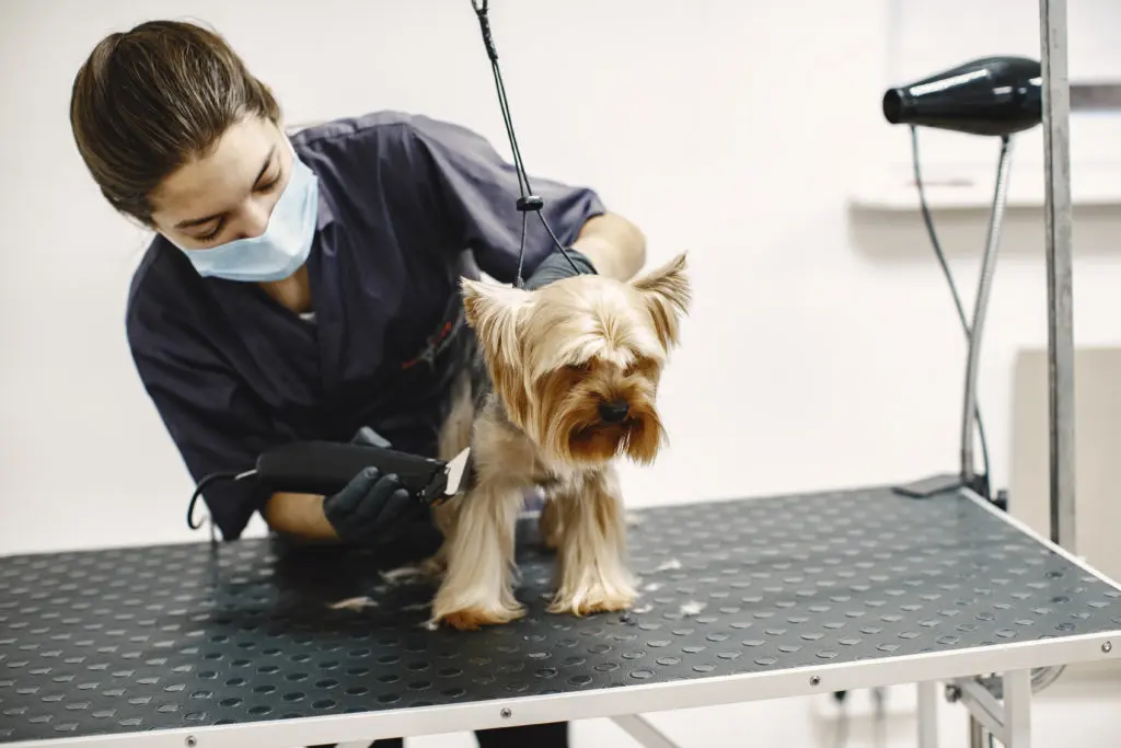 Dog getting fur trimmed at a dog grooming salon in Abu Dhabi