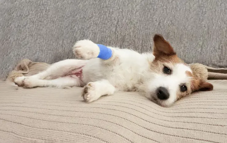 How Do I Know if My Dog is in Pain