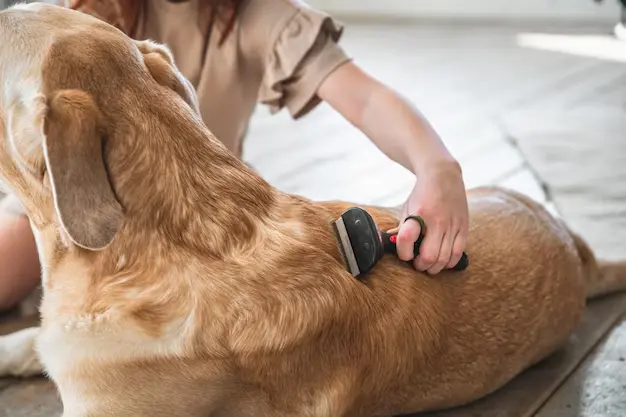 Mobile dog grooming abu dhabi