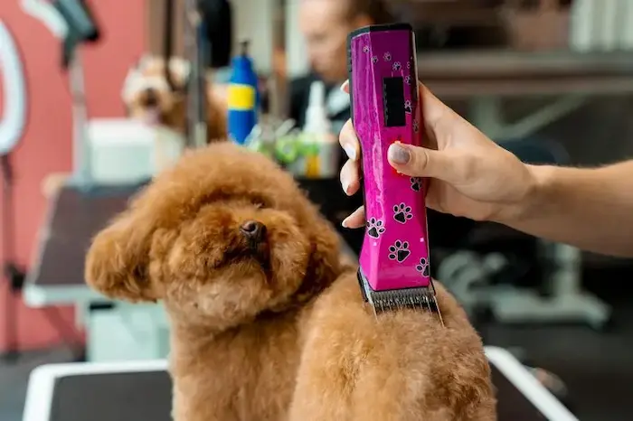 Dog grooming Services in abu dhabi