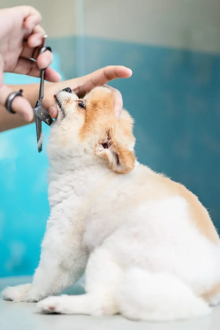 dog grooming al ain