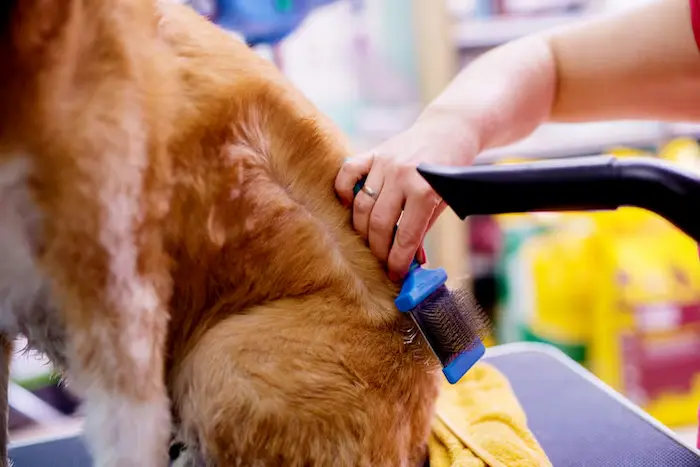 dog grooming abu dhabi