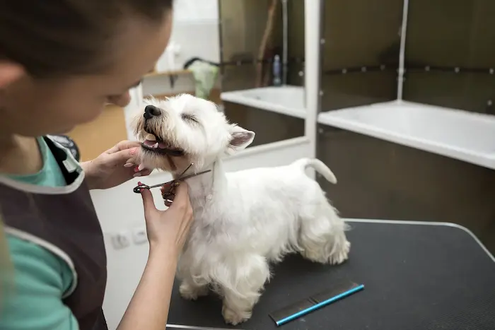 dog grooming